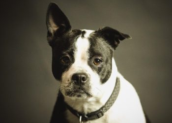 Wenn ein Hund auch im Garten gehalten werden soll – Was gibt es zu beachten?